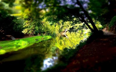 Retiros Espirituales y Dietas con Ayahuasca en la Selva