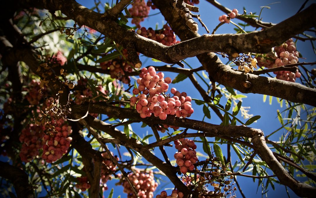 Plantas Medicinales en el Mundo Moderno