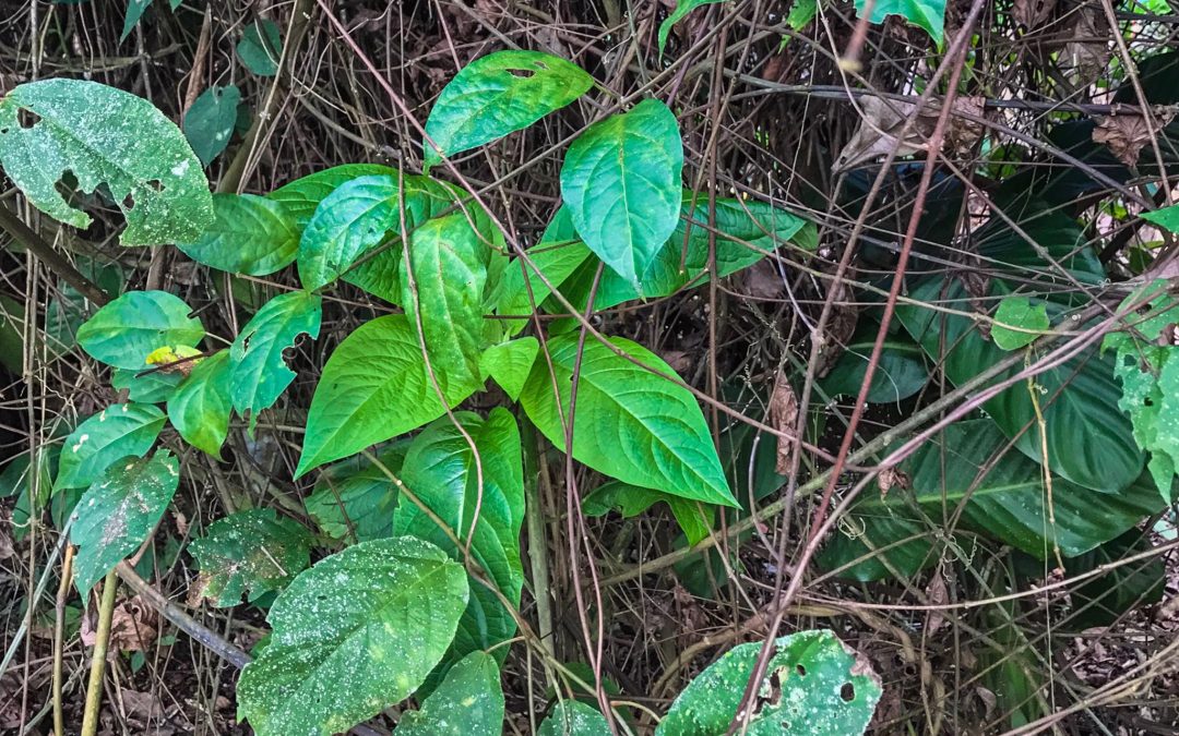 Informe Técnico sobre la Ayahuasca