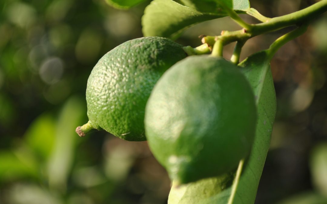 Plantas Medicinales Propiedades