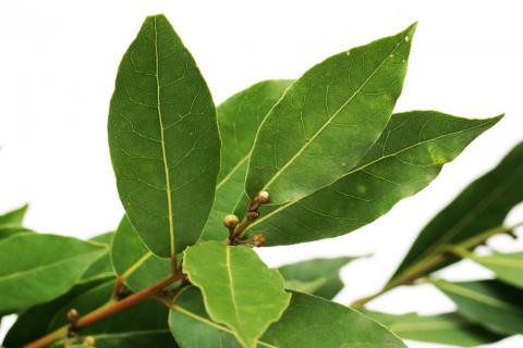 Plantas Medicinales: Laurel