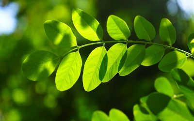 Wanamey: Mito del Árbol de la Vida