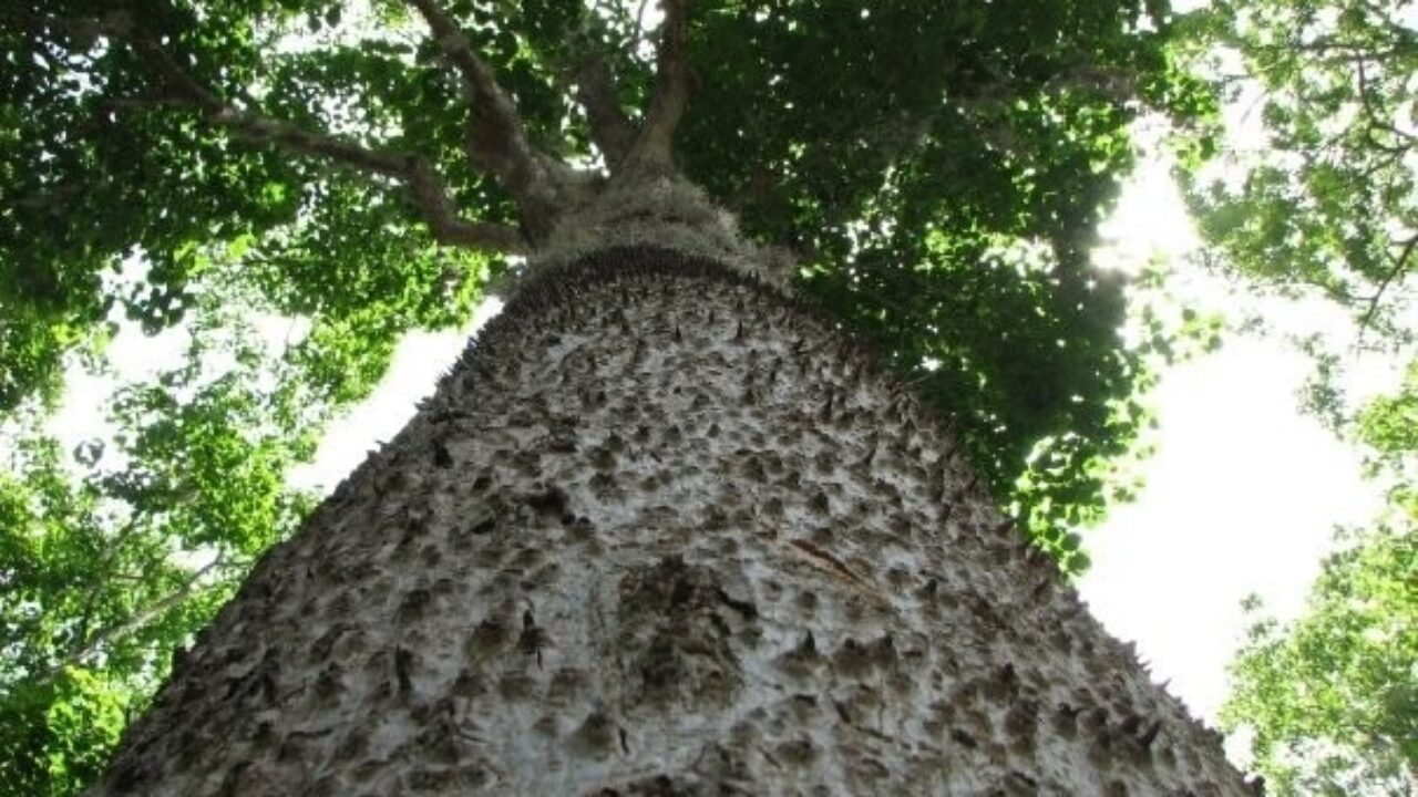 Plantas Medicinales de la Selva de Perú - Chamanismo