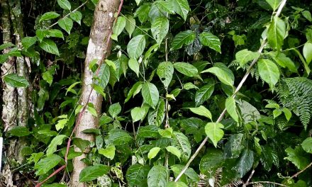 Ayahuasca: documental Las puertas de la percepción