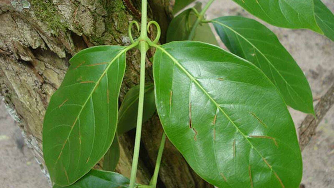 Plantas Medicinales de la Amazonía Peruana - Perú