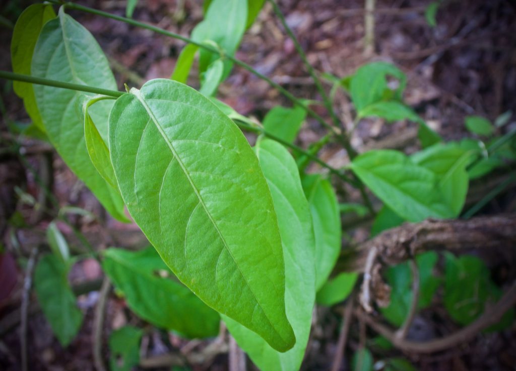 planta-ayahuasca-hojas