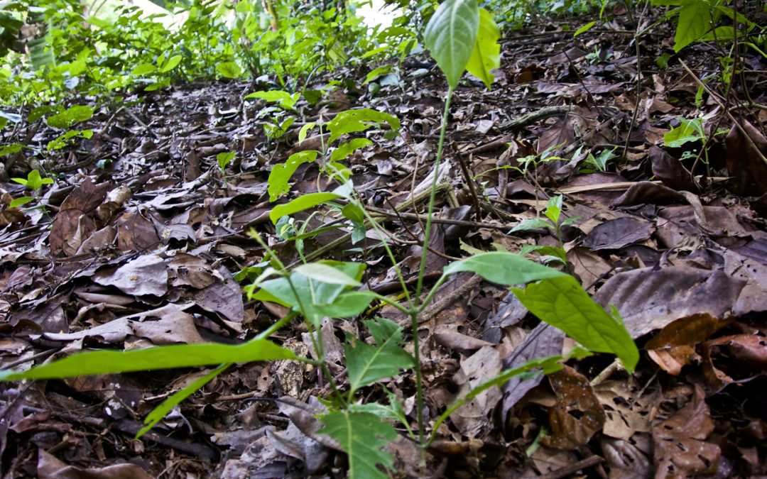 La Ayahuasca y los saberes tradicionales