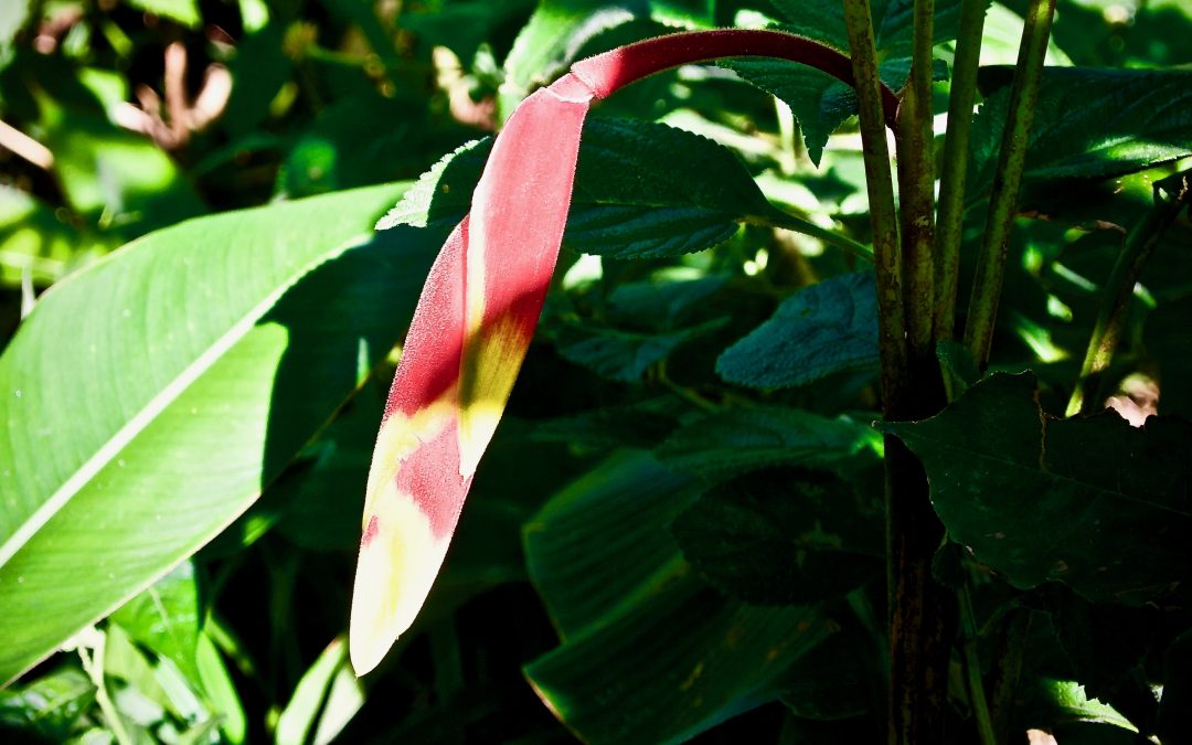 El día de preparación para la toma de Ayahuasca
