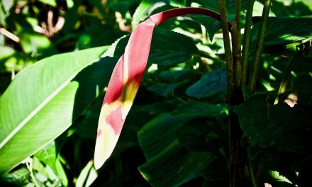 El día de preparación para la toma de Ayahuasca
