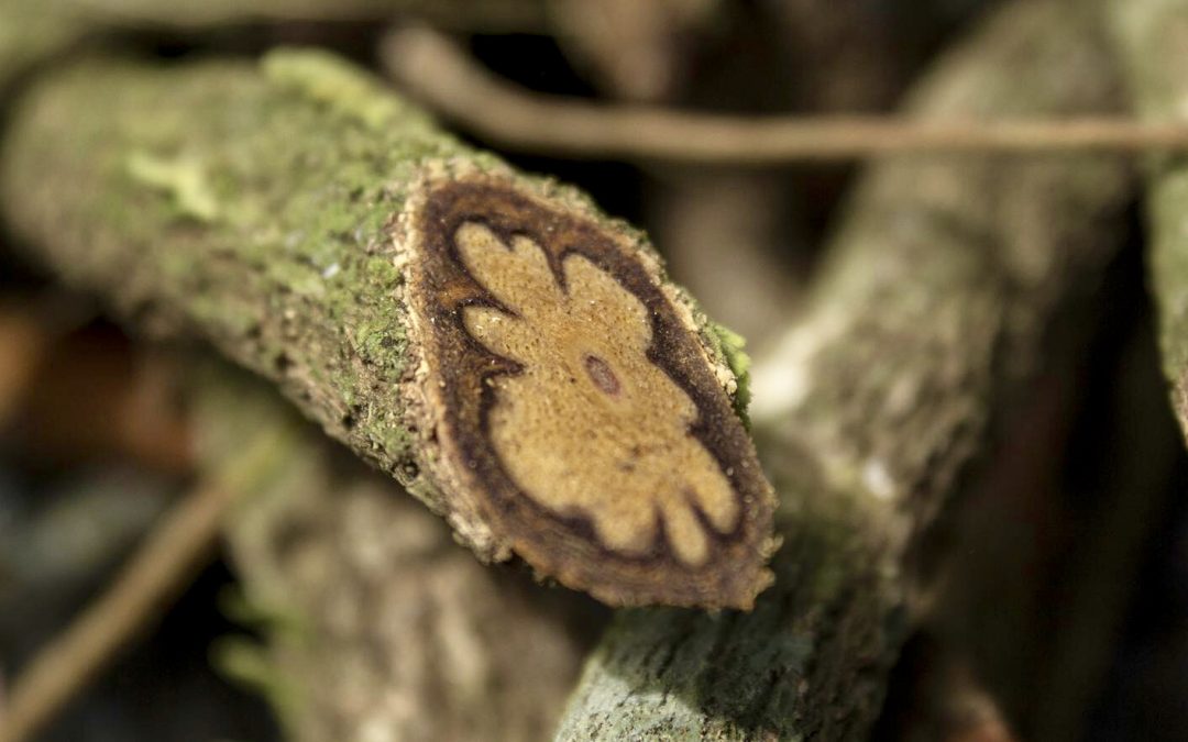Ayahuasca: alucinógenos, conciencia y reflexiones