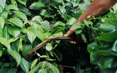 Ayahuasca y desarrollo personal