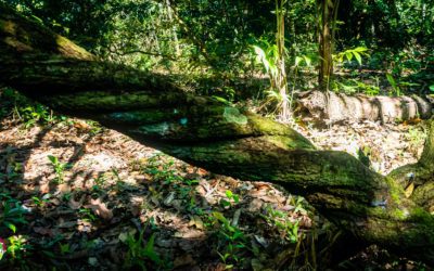 Bibliografía de la Ayahuasca