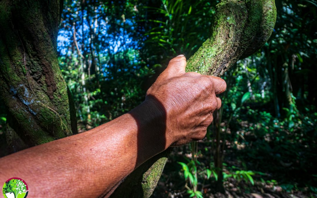 Preparación de la Ayahuasca