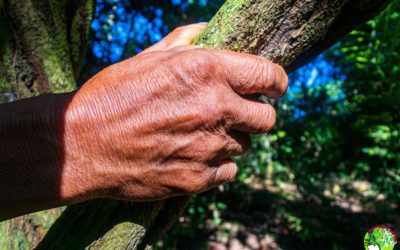 ¿Por qué es importante la Ayahuasca?