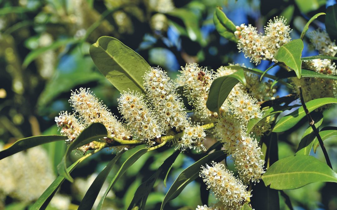 Propiedades Medicinales del Laurel
