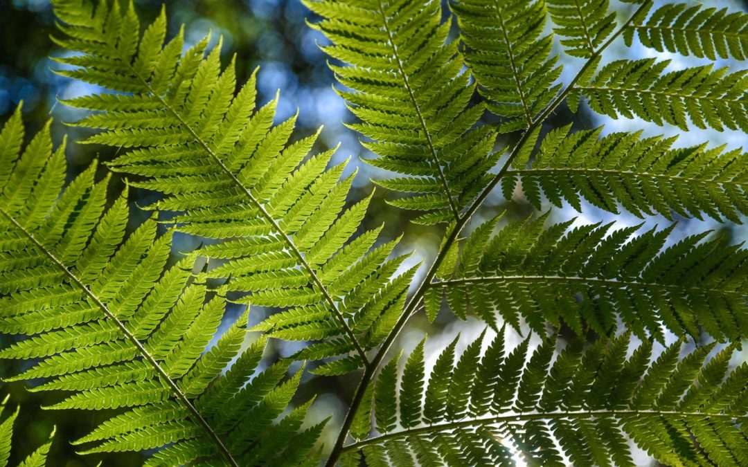 Plantas Medicinales de la Selva de Perú