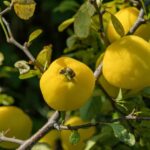 Las plantas que sanan enfermedades