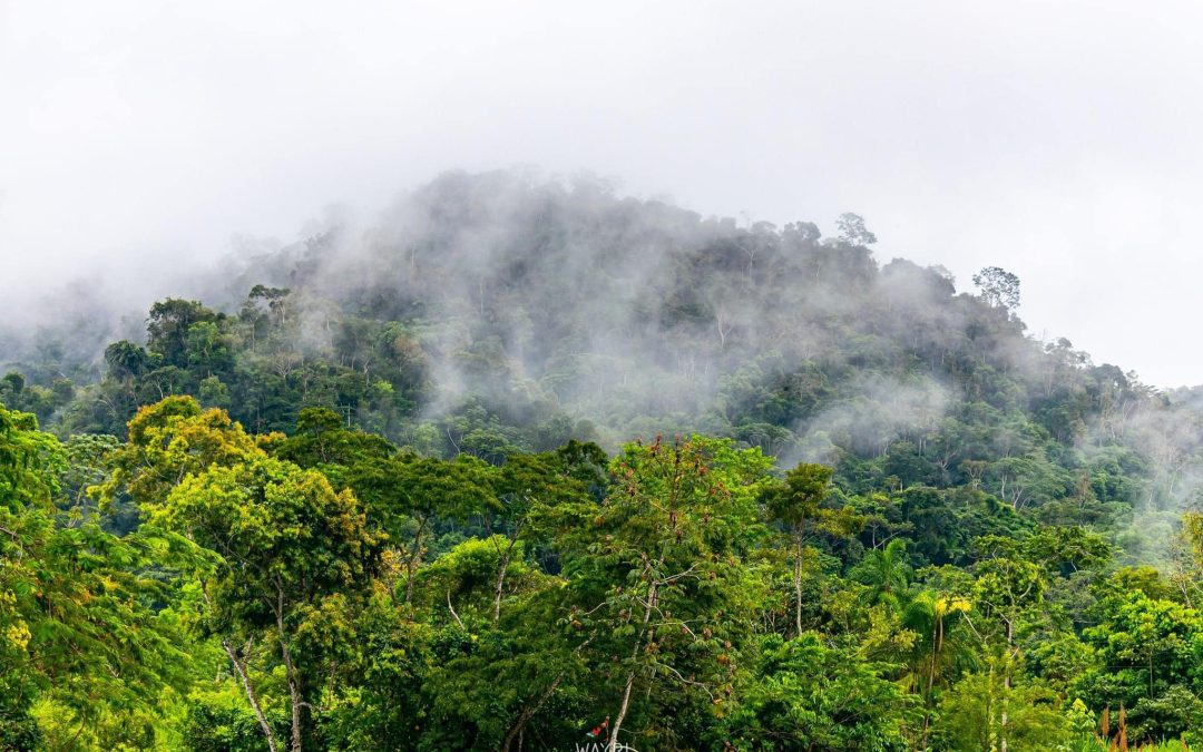Viaje Espiritual en la Selva Peruana: Un Encuentro con la Ayahuasca