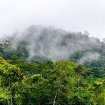 Viaje Espiritual en la Selva Peruana: Un Encuentro con la Ayahuasca