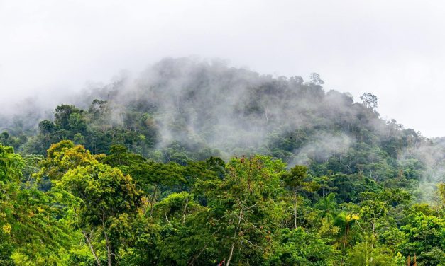 Viaje Espiritual en la Selva Peruana: Un Encuentro con la Ayahuasca